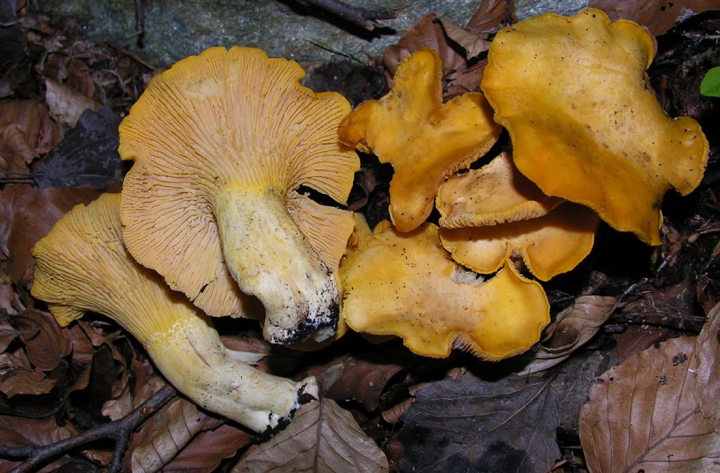 Alcuni Cantharellus di quest''anno.